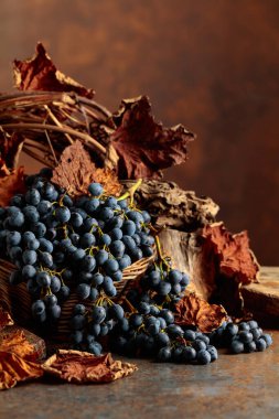 Mavi üzümler kuru demet ve kurumuş asma yaprakları kahverengi bir kırsal arka planda. Boşluğu kopyala.