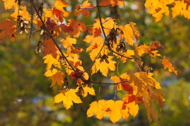 Ağaçta sonbahar akçaağaç yaprakları olan arka plan