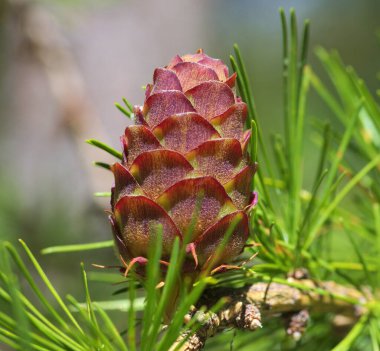 Yeşil zemin üzerinde çam kozalakları, kapatın