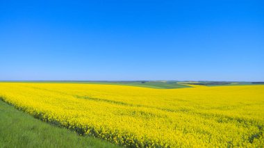 Mavi gökyüzünün altında açan kolza tohumu tarlası