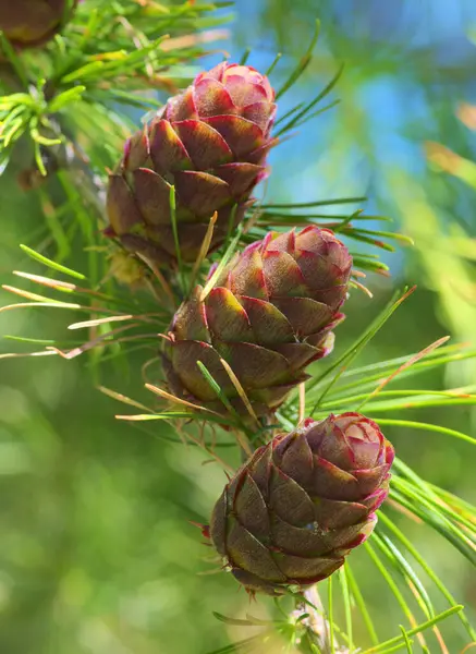 pine branch with cones and cones