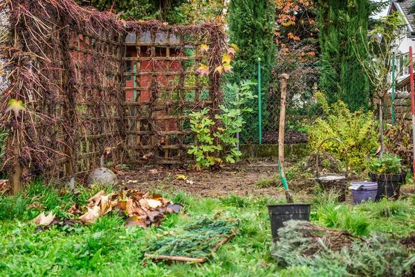 Jardinage Automne Hiver Écran Intimité Naturelle Fait Raisins Sauvages Parthenocissus — Photo