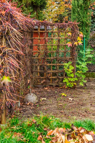 Jardinería Otoño Invierno Pantalla Privacidad Natural Hecha Uvas Silvestres Parthenocissus —  Fotos de Stock