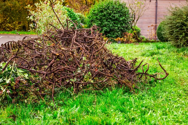 Autumn Winter Gardening Removing Old Hedge Old Brushwood Gardening Cleaning — Stock Photo, Image