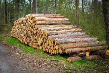 Orman çamı ve çam ağaçları. Kütük sandıkları, kereste sanayisi.