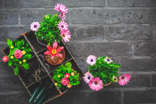 Springtime Plating Gardening Concept Seedlings Plant Flowerpots — Photo