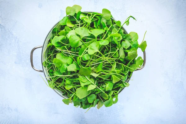 Winter Purslane Indian Lettuce Healthy Green Vegetables Raw Salads Cooking — Stock Photo, Image