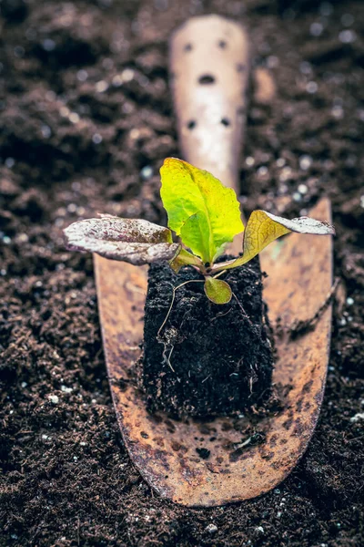 Bereketli Topraklara Ekilmek Için Hazırlanmış Tohumlar Bahçıvanlık Konsepti Kendi Kendine — Stok fotoğraf