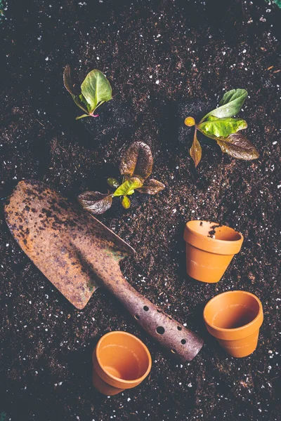 Sämlinge Aus Salat Für Die Pflanzung Fruchtbaren Boden Vorbereitet Gartenkonzept — Stockfoto