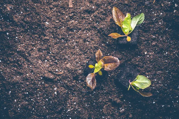 Sämlinge Aus Salat Für Die Pflanzung Fruchtbaren Boden Vorbereitet Gartenkonzept — Stockfoto