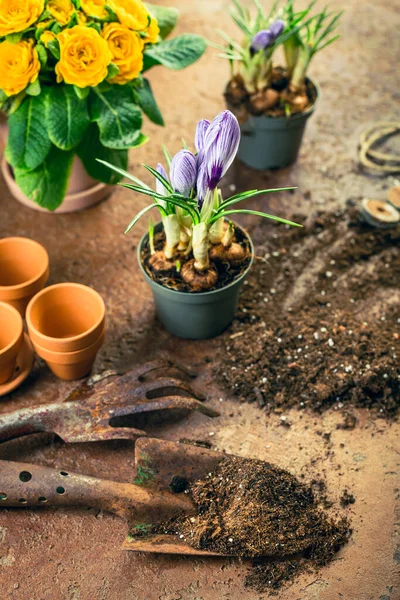 Conceito Jardinagem Primavera Ferramentas Jardinagem Com Plantas Vasos Solo — Fotografia de Stock