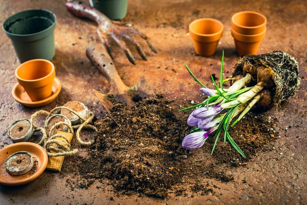 Tavaszi Kertészeti Koncepció Kertészeti Eszközök Növényekkel Virágcserépekkel Talajjal — Stock Fotó