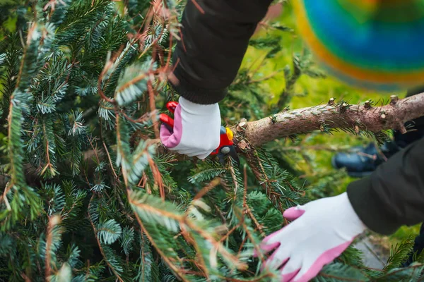 Gartenarbeit Herbst Und Winter Teenager Sägt Alten Weihnachtsbaum Mit Motorsäge — Stockfoto