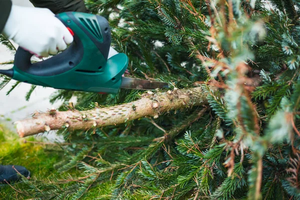Trabalho Jardinagem Outono Inverno Adolescente Está Serrando Velha Árvore Natal — Fotografia de Stock