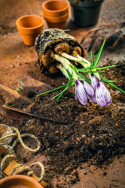 Bahar Bahçıvanlığı Kavramı Bitkilerle Saksılarla Toprakla Bahçe Aletleri — Stok fotoğraf