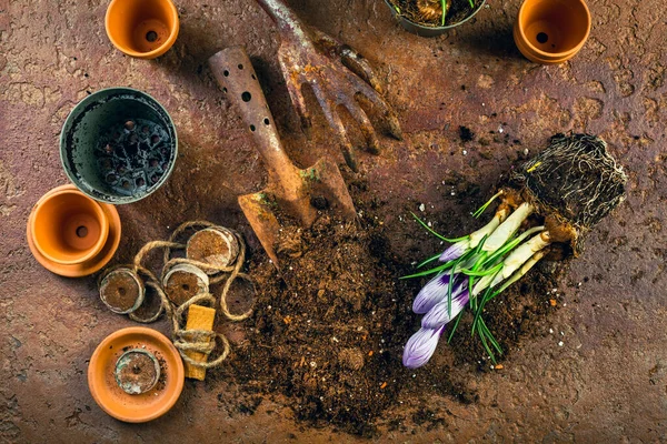 Jarní Zahradnický Koncept Zahradnické Nářadí Rostlinami Květináči Půdou — Stock fotografie