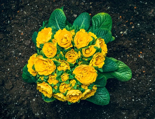 植栽のために読み取られた庭の土壌と一般的な夜のプリムローズ Oenotheraビエンナーレ 春の花 — ストック写真