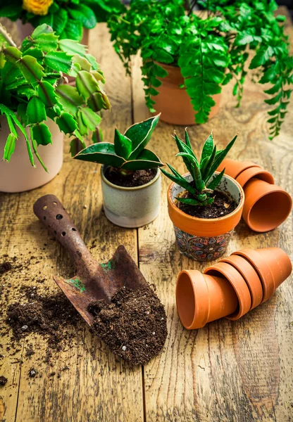 Εαρινή Κηπουρική Έννοια Εργαλεία Κηπουρικής Φυτά Γλάστρες Και Χώμα — Φωτογραφία Αρχείου