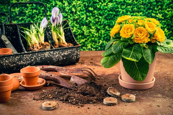 Vårträdgårdskoncept Trädgårdsredskap Med Växter Blomkrukor Och Jord — Stockfoto
