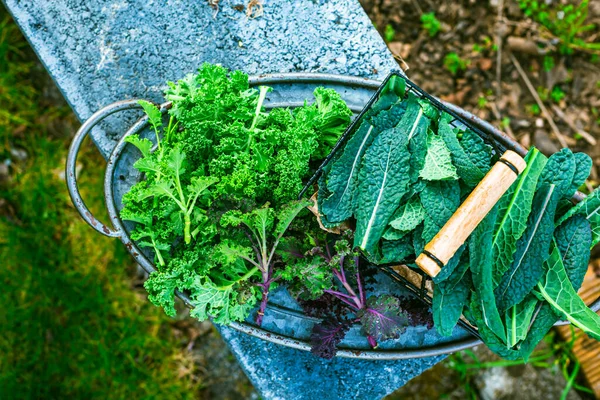 Winter Kale Vegetables Cold Resistant Variety Vegetable Garden Palm Dinosaur — Stock Photo, Image