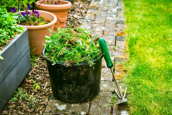 Bahçedeki Yabani Otları Temizlemek Bir Kova Bahçe Konsepti — Stok fotoğraf