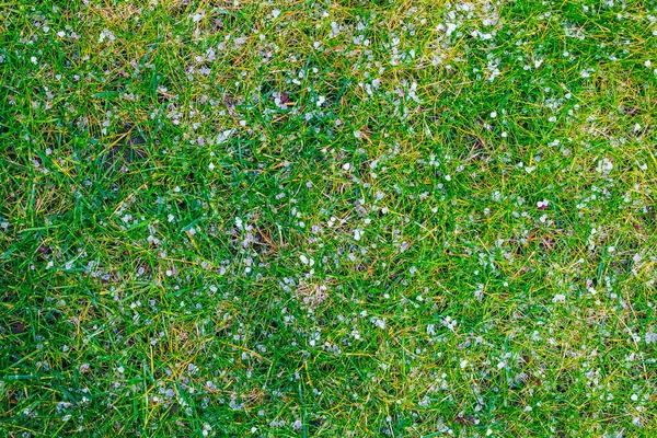 Vita Hagelstenar Grönt Gräs Dusch Hagel Gräset Vår Trädgård — Stockfoto