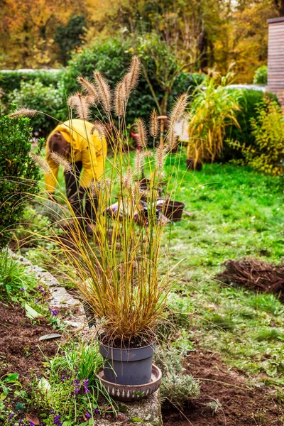 春の園芸 堆肥化された土壌に移植するための植木鉢の観賞用草 — ストック写真