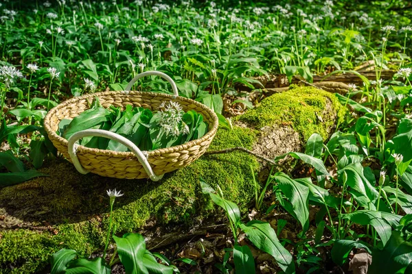 Alho Selvagem Recém Colhido Ramson Allium Ursinum Uma Cesta Floresta — Fotografia de Stock