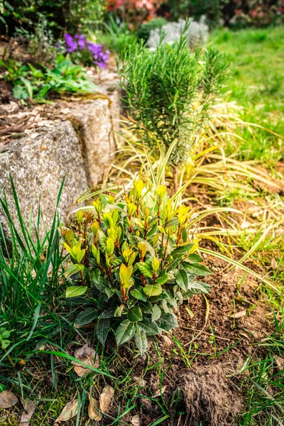 Beautiful Herbal Garden Rdifferent Herbs — Stock Photo, Image