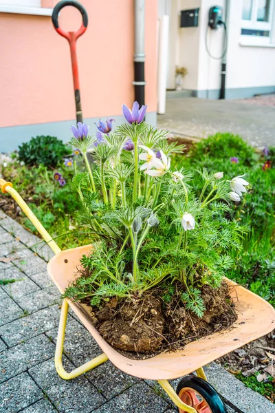 Het Omzetten Van Nieuwe Planten Grond Voortuin Tuinieren Tuinieren Klusjes — Stockfoto
