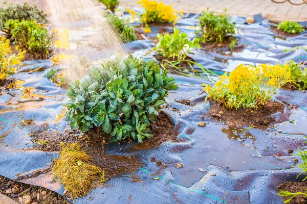잡초가 나가는 억제하기 잡초를 사용하는 절하고 주거용 정원에 나무껍질을 설치하는 — 스톡 사진