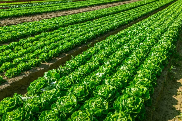 Jordbruksmark Med Rader Salladsväxter Landsbygdslandskap Grönsaksodling — Stockfoto