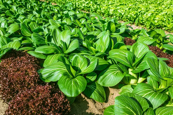 Jordbruksmark Med Rader Salladsväxter Och Bok Hoj Landsbygdslandskap Grönsaksodling — Stockfoto