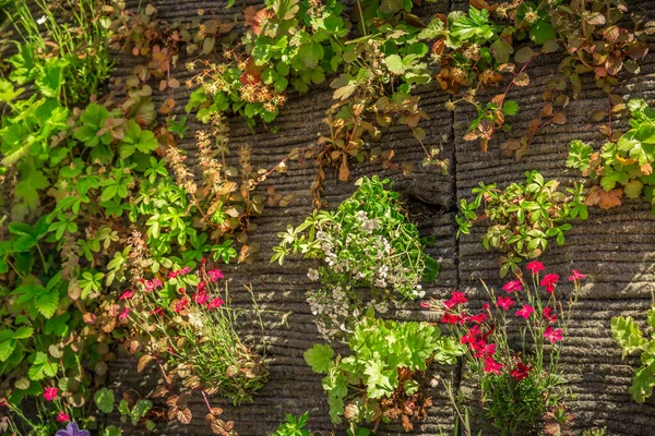 垂直園芸 壁に人工的な垂直緑の庭の装飾 — ストック写真