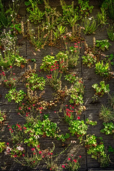 Вертикальне Озеленення Штучна Вертикальна Зелена Прикраса Саду Стіні — стокове фото