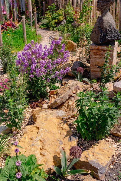 Schöner Gepflegter Naturgarten Mit Pflanzen Sukkulenten Steinen Und Steinen — Stockfoto
