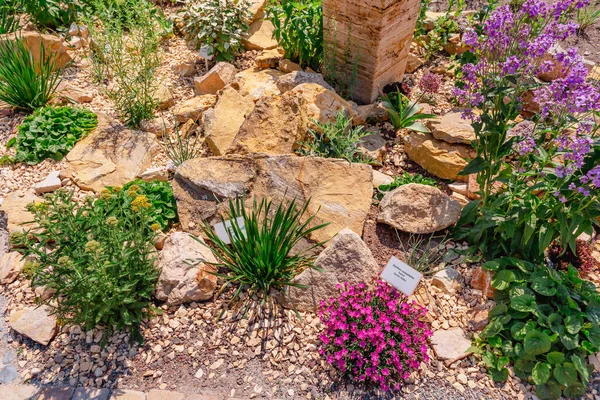 Krásná Upravená Přírodní Zahrada Rostlinami Sukulenty Kameny Kameny — Stock fotografie