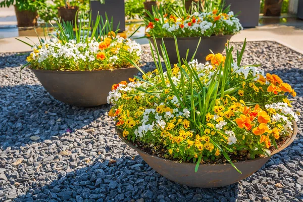 Vackra Färgglada Krukväxter Och Blommor Stor Stengods Blomkruka För Balkong — Stockfoto