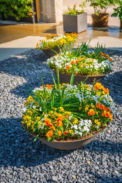 Schöne Bunte Topfpflanzen Und Blumen Einem Großen Steingutblumentopf Für Balkon — Stockfoto
