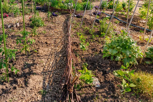 Natürlicher Garten Gemüsegarten Mit Weidenzaun Als Beeteinfassung — Stockfoto