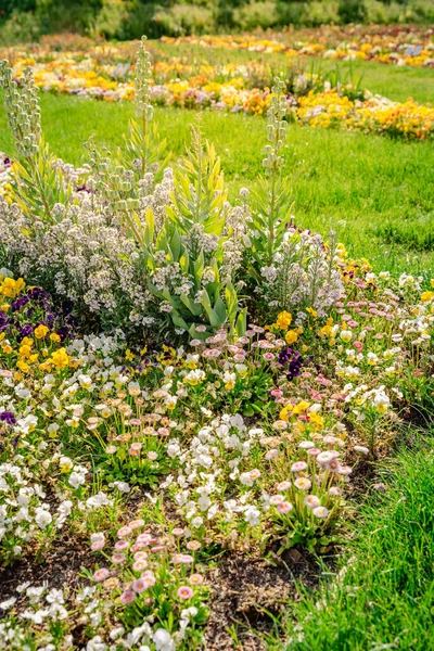 Scenic View Colourful Flowerbeds Grass Lawn Sunny Day — Stock Photo, Image