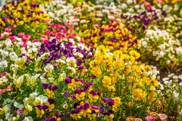 Vista Panorámica Los Macizos Flores Colores Césped Hierba Día Soleado — Foto de Stock
