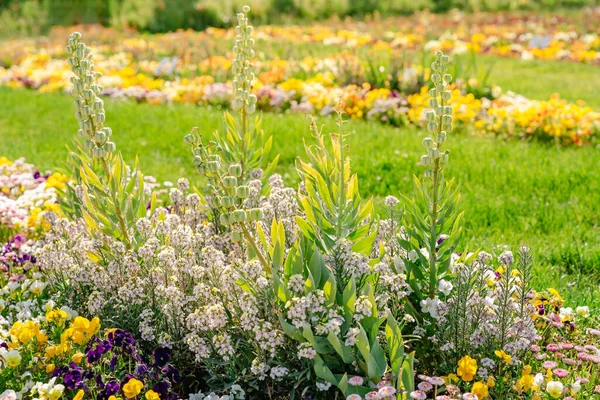 阳光普照的五彩缤纷的花坛和草坪风景 — 图库照片