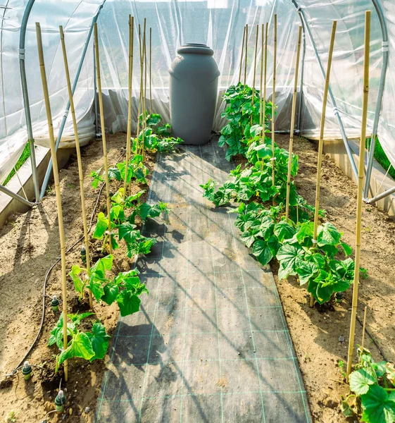 在有灌溉系统的小型便携式温室种植蔬菜 — 图库照片
