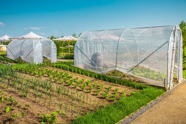 蔬菜园 带便携式温室 供小型花园使用 — 图库照片