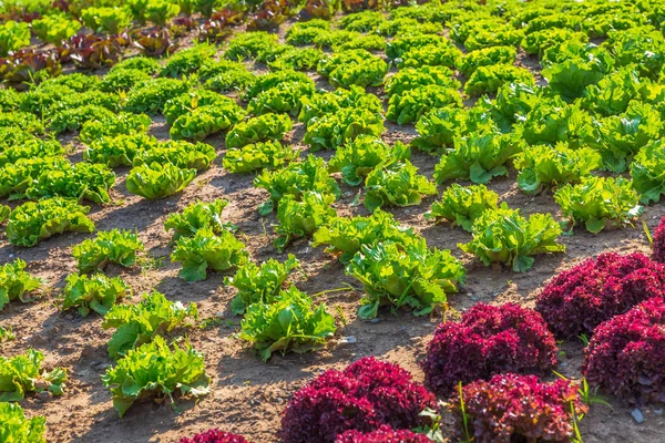 レタス植物 田園風景 野菜栽培の行を持つ農業分野 — ストック写真