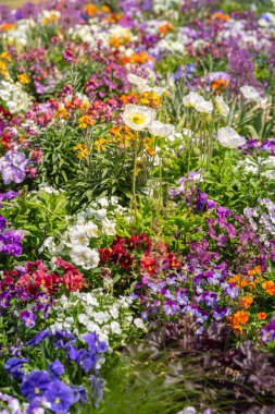 Güneşli bir günde renkli çiçeklerin manzarası.