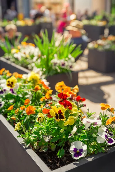 Outdoor Flower Pots Small Garden Patio Terrace — Stock Photo, Image