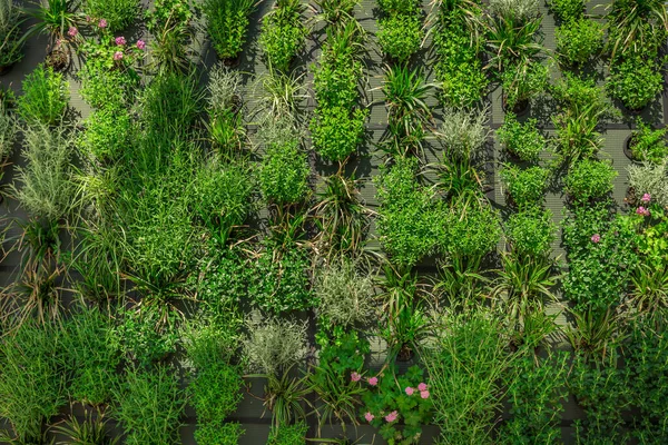 Vertikales Gärtnern Künstliche Vertikale Grüne Gartendekoration Der Wand — Stockfoto
