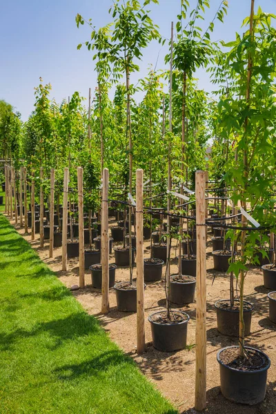 Řady Mladých Stromů Plastových Květináčích Zavlažovacím Systémem Stromové Jesle — Stock fotografie